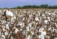 picture of cotton field