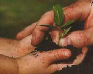 picture of hands sifting dirt